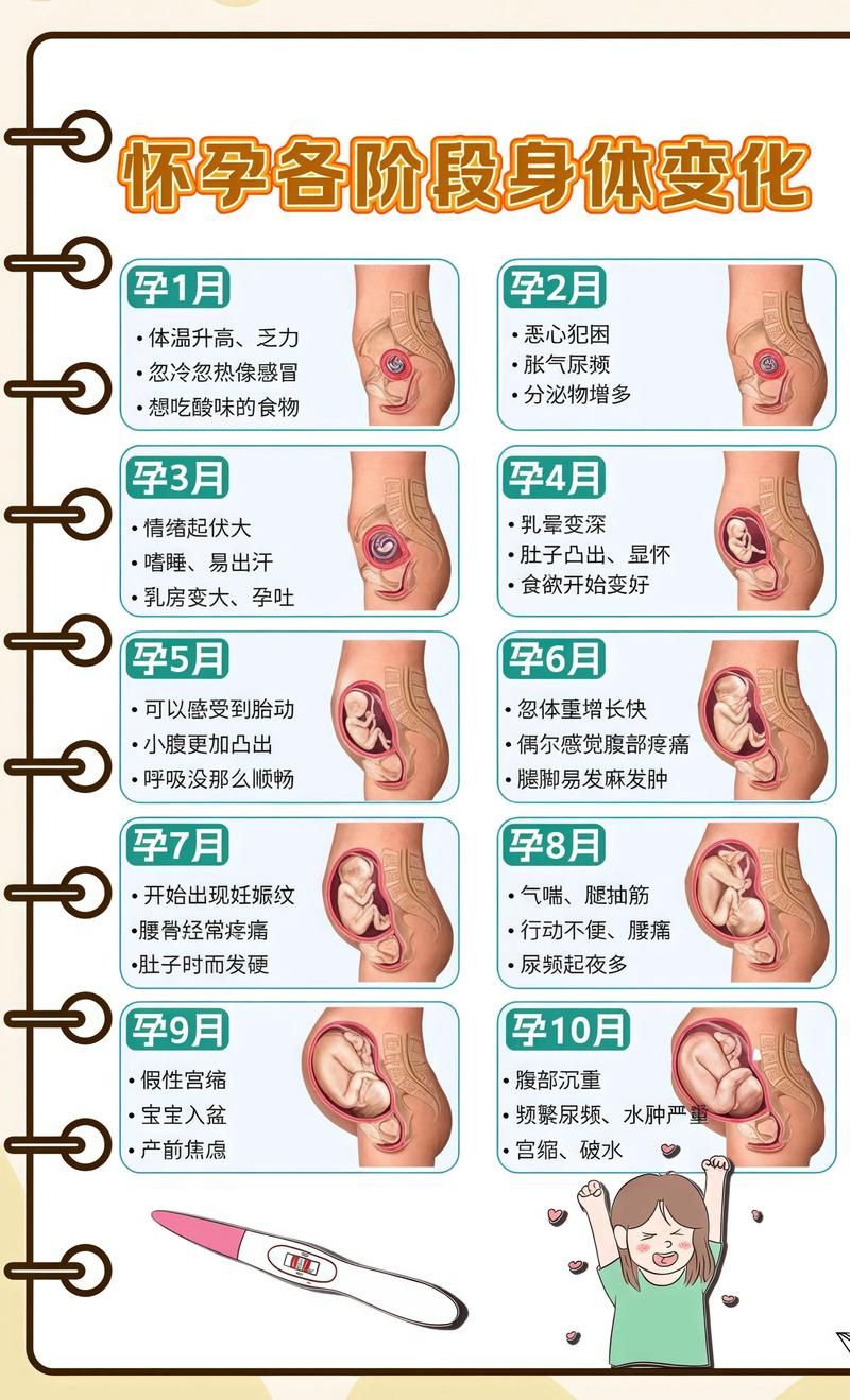 揭秘供卵代孕妈妈怀孕小腹分两节，孕期变化的奥秘百色代生机构:
